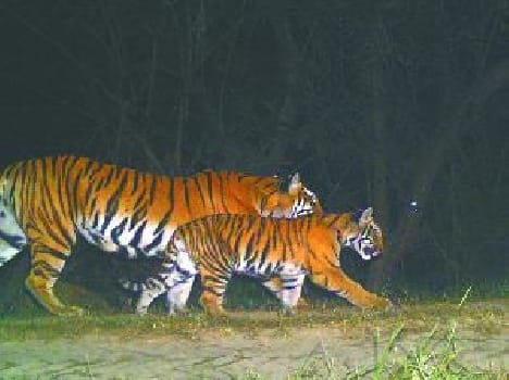tiger with its cub in katarniyaghat